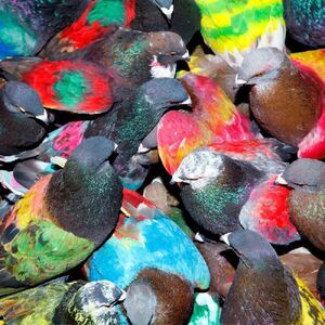Blawan - Sickelixir  CD